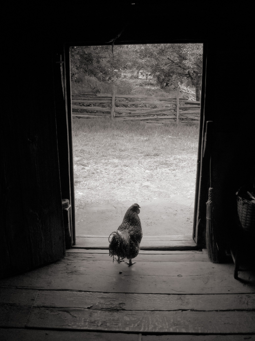 chicken_in_doorway.jpg