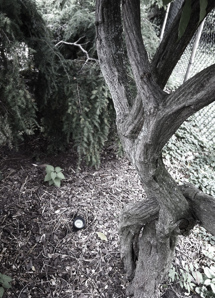 wisteria2.jpg