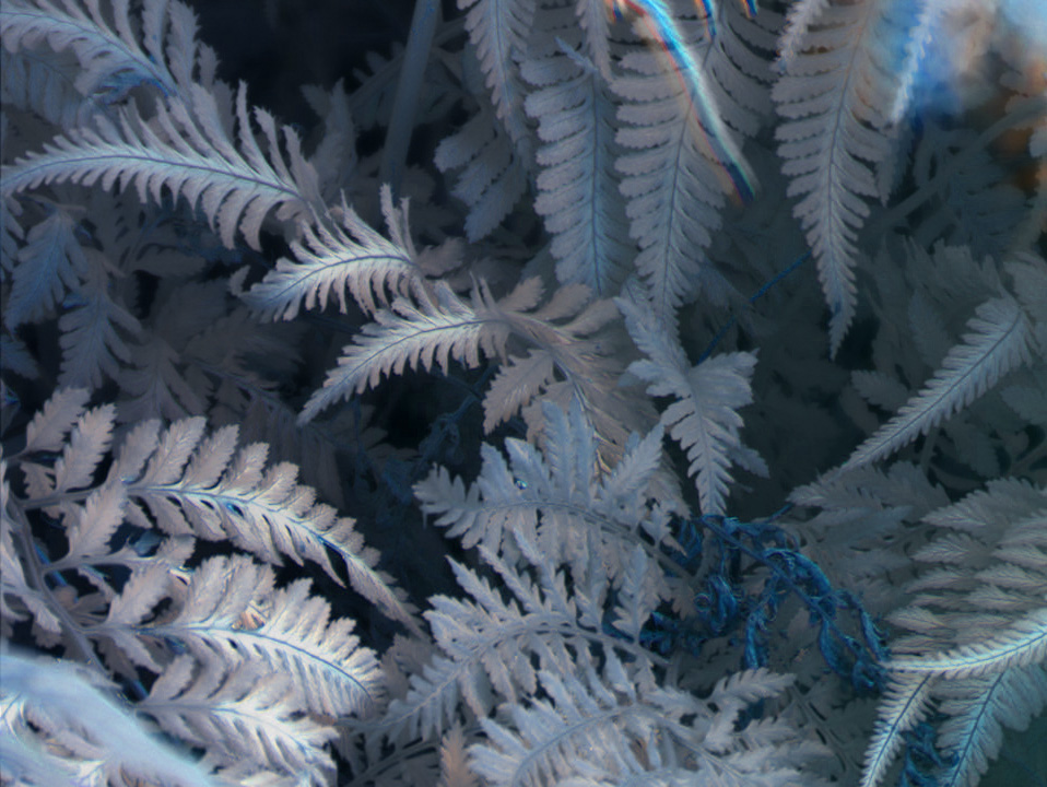 IRfoliage