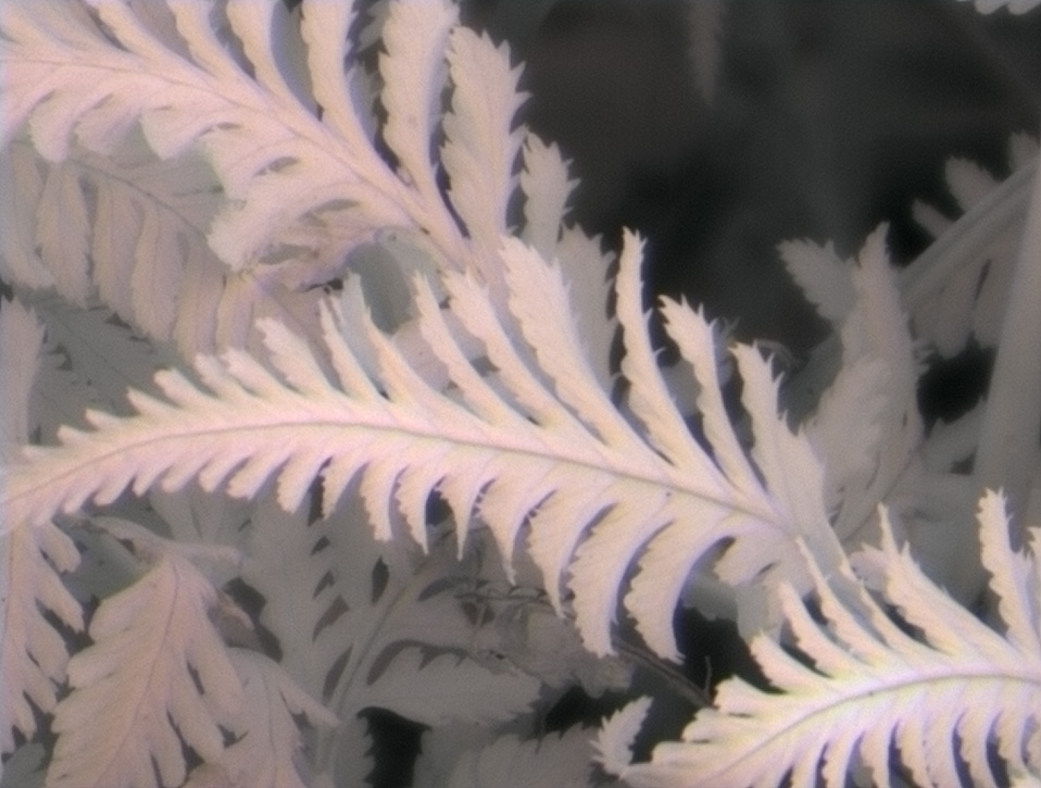 irfoliage2